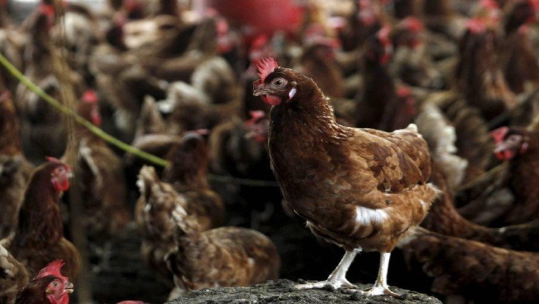 İngiltere'de 'kuş gribi' alarmı: 38 bina enfekte oldu