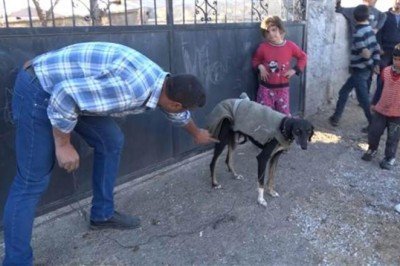 Aksaray'da şaka gibi olay! Köpek kümese girip yumurtaları yedi... İki aile birbirine girdi