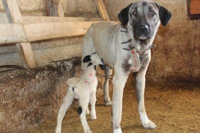 Kuzunun süt annesi Kangal köpeği