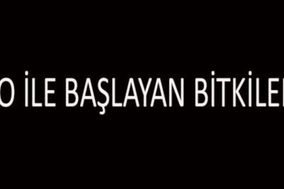 O İle Başlayan Bitki İsimleri... O Harfi İle Başlayan Bitkiler