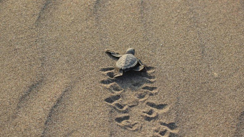 543 bin 704 caretta caretta yavrusu denizle buluştu