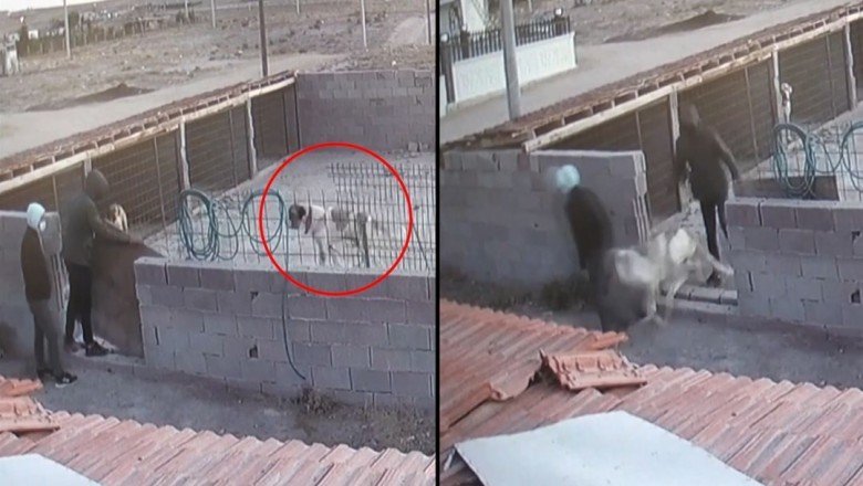 Aksaray Malaklısı’nı böyle çaldılar: Bir ayda 15 köpek çalındı
