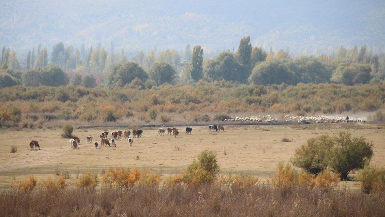 Akşehir Gölü’nde sevindiren gelişme