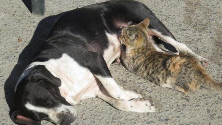 Anneleri ölen kedileri ‘Fındık’ köpek emziriyor