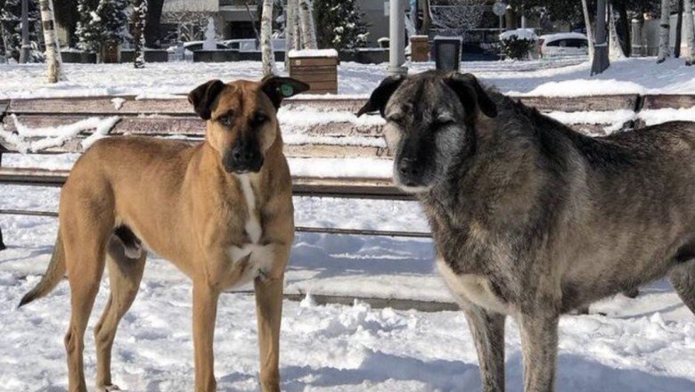 Bebek Parkı’nın kaçırılan köpekleri Nacho ve Bella için İmamoğlu’na çağrı: Çocuklarımızı ve suçluları bulmak için acilen MOBESE kameralarına bakılsın