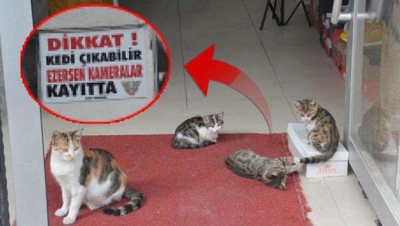 Beslediği 10 kedi ezilerek tek tek öldü… Çözümü bakın nasıl buldu!