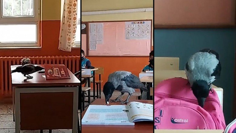 Karga ‘iyilik meleğinin’ peşinden ayrılmıyor