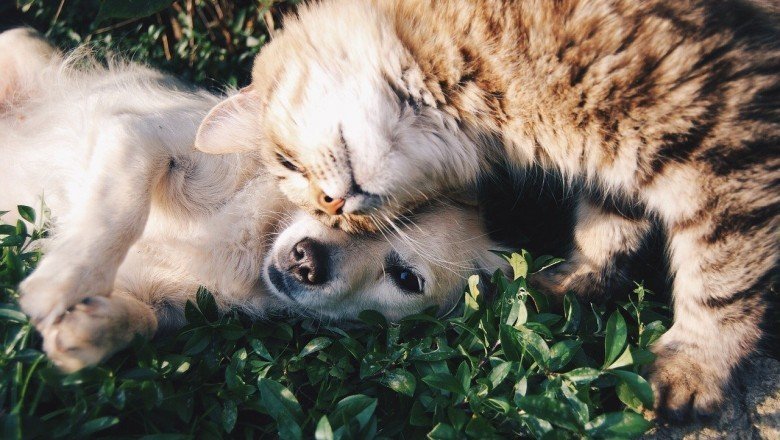 Kedi insanı mı? Köpek insanı mısın?