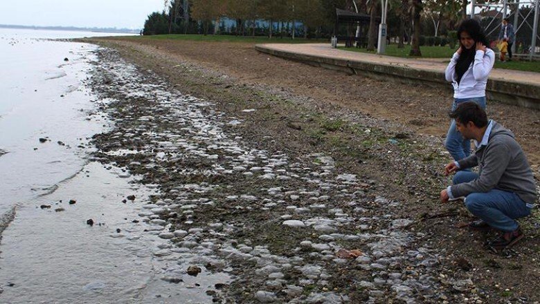 Kocaeli’nde endişelendiren görüntü! Binlerce ölü denizanası kıyıya vurdu