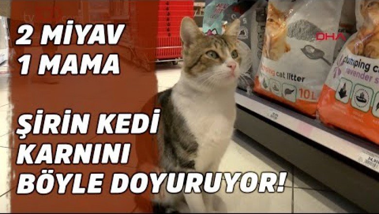 Marketten Zorla Mama Aldıran Kedi ” Nokta”