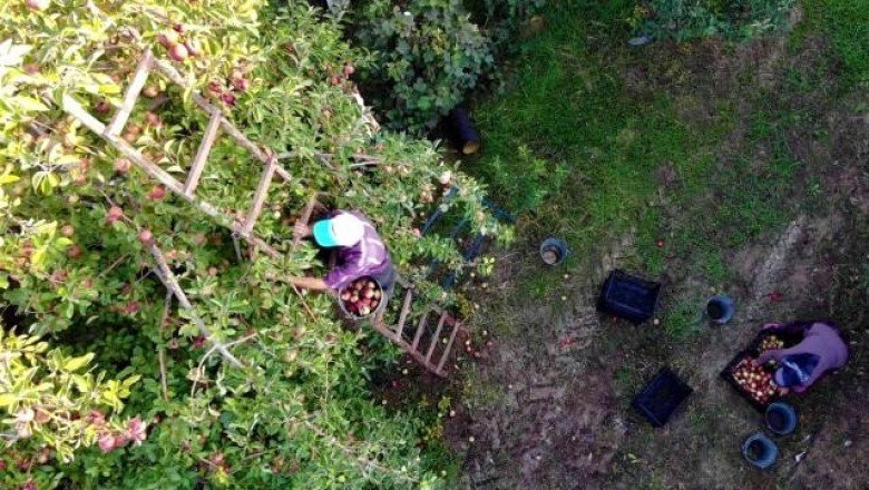 Tarihte bu kadarı görülmedi! Amasya’da ağaçtan toplanan elmalar bir türlü bitmiyor