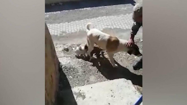 Yavrularının düştüğü kuyunun başından ayrılmadı