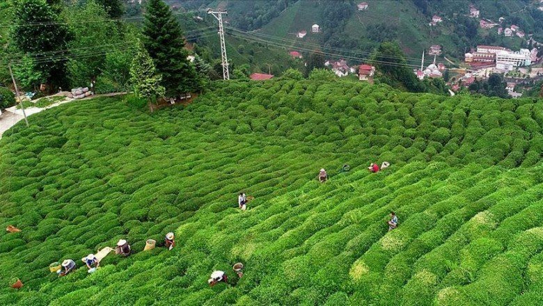 115 ülkeye 14,4 milyon dolarlık çay ihraç edildi