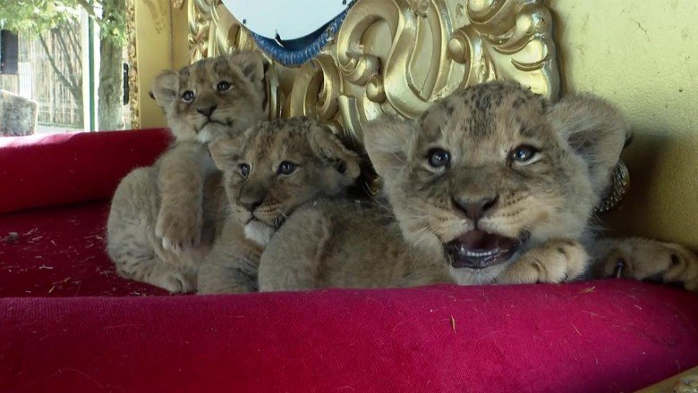 Ankara’daki yırtıcı hayvan parkında 3 aslan yavrusu dünyaya geldi