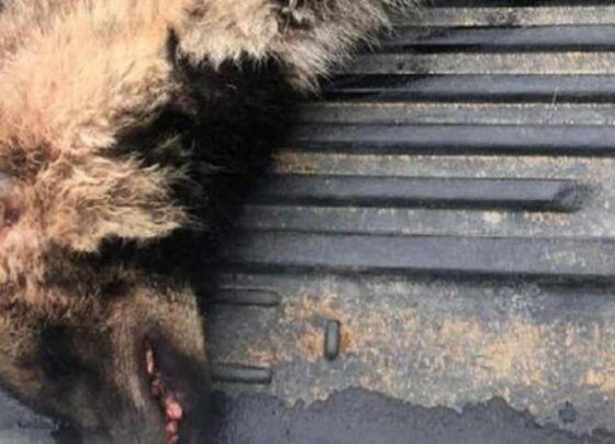 Aracın çarptığı çizgili sırtlan öldü