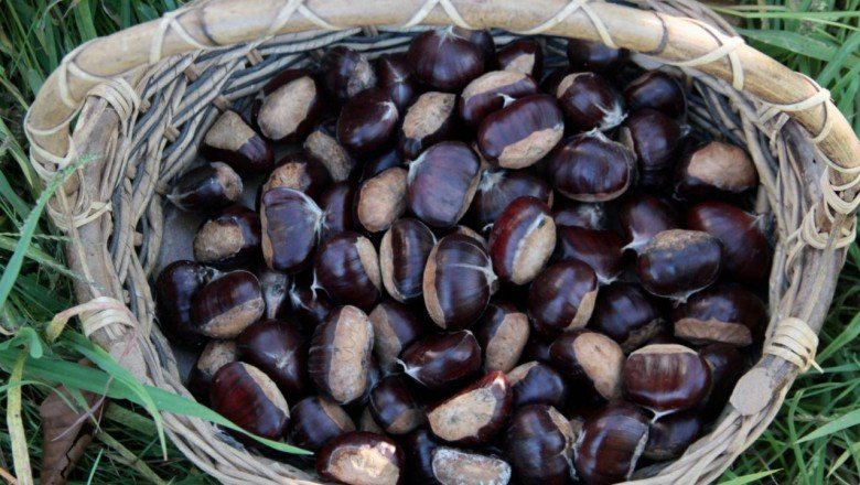 Bursa’da kestaneden 3 bin 500 ton rekolte bekleniyor