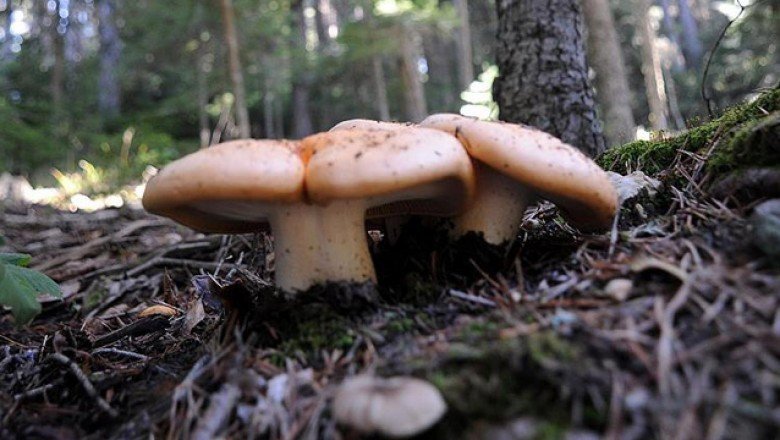 Bursa’da mantardan zehirlenen kadın öldü