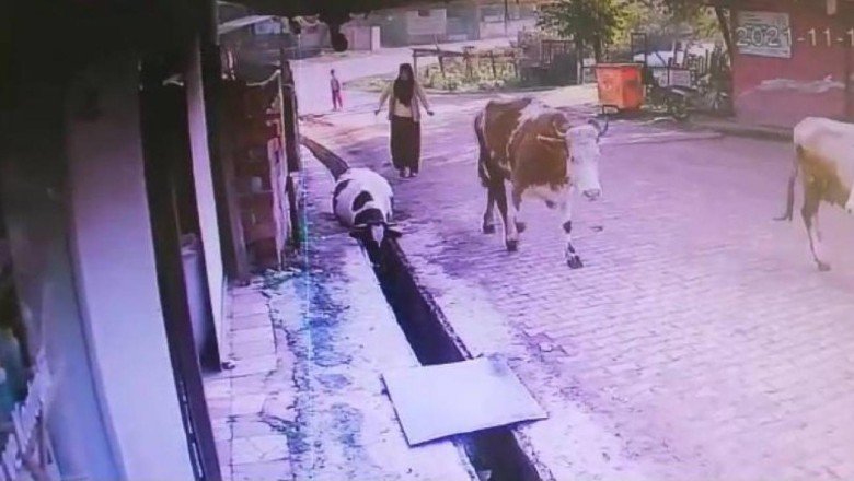 Düzce’de su kanalına düşen ineği vatandaşlar kurtardı