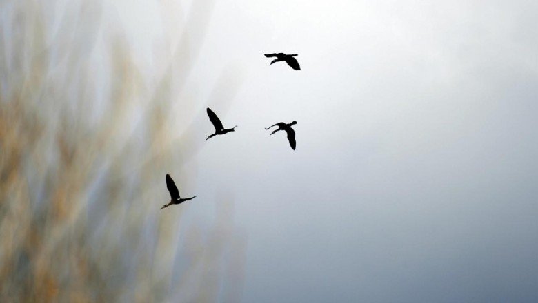 Godwit kuşu 13 bin kilometre ile kendi rekorunu kırdı