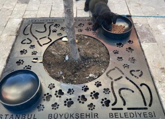 İBB: Mama kaplı ağaç dibi ızgara uygulamamızı İstanbul’a yayalım mı?
