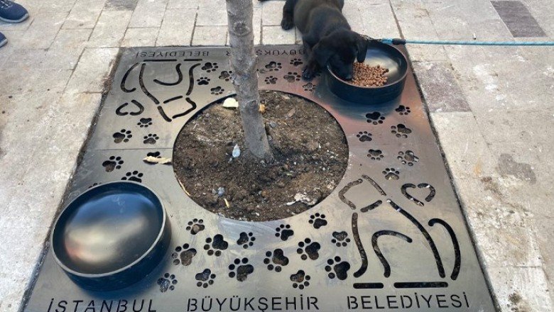 İBB: Mama kaplı ağaç dibi ızgara uygulamamızı İstanbul’a yayalım mı?