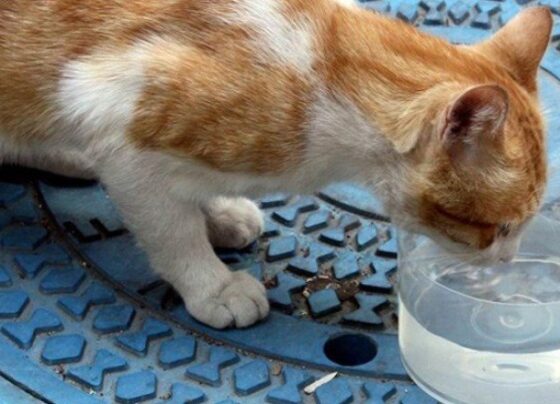 İstanbul’da bir kişi, kedi ve köpeklerin kaplarına çamaşır suyu döktü