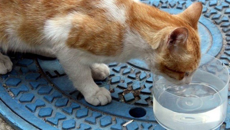 İstanbul’da bir kişi, kedi ve köpeklerin kaplarına çamaşır suyu döktü