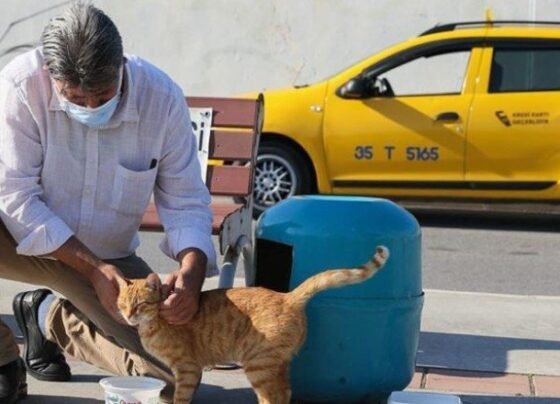 İzmirli taksici ‘mama kutusunda’ biriken parayla sokak kedilerini besliyor