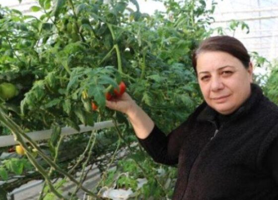 Kaplıca suyuyla büyütüyorlar! 10 ülkeye ihraç edip, 6 milyon euro gelir elde ettiler
