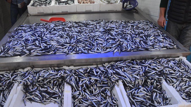 Karadeniz’de balıkçılar hamsiyle limana döndü