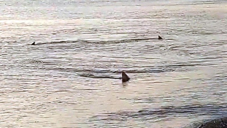 Kıyıya 3 metre mesafede köpek balıkları görüldü