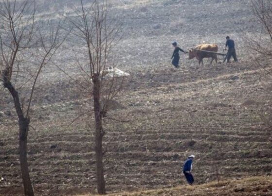 Kuzey Kore’de ‘birçok insan kış aylarında açlıktan ölebilir’