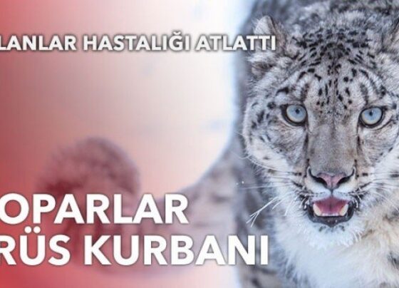 Leoparlar virüs kurbanı