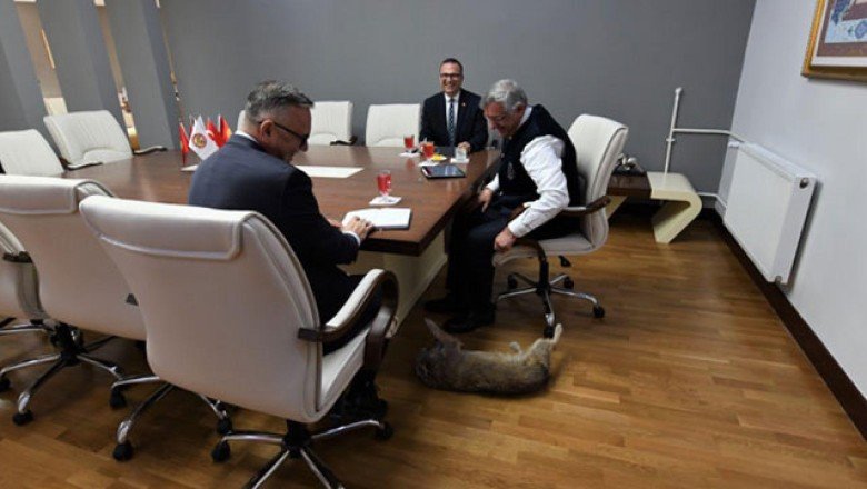 Manas Üniversitesi’nin maskotu ‘Kırpık’a oy hakkı