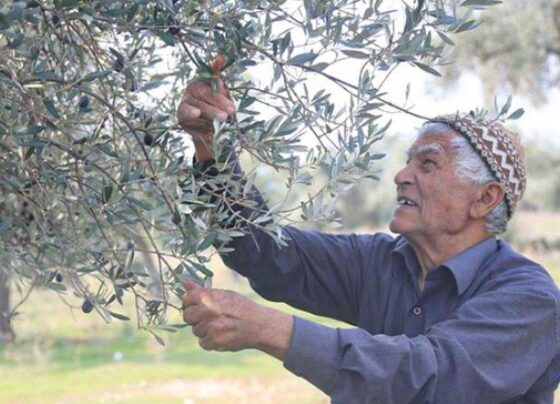 Milas’ta 7’nci Zeytin Hasat Şenliği