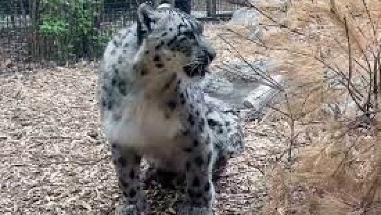 Nebraska’da hayvanat bahçesindeki 3 kar leoparı koronavirüsten öldü!
