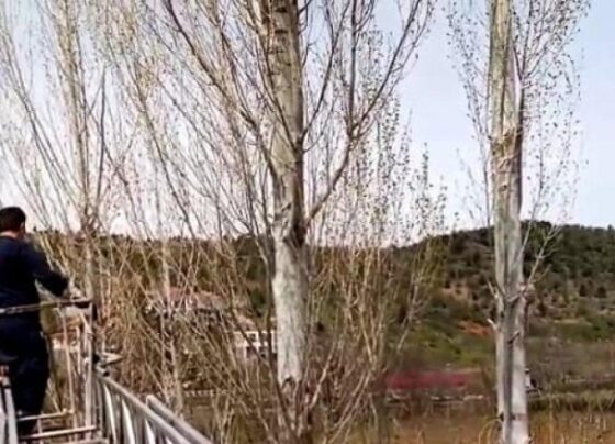 Rize’de ağaçta mahsur kalan kediyi itfaiye ekipleri kurtardı