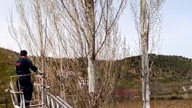 Rize’de ağaçta mahsur kalan kediyi itfaiye ekipleri kurtardı