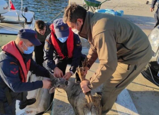 Sahil Güvenlik Komutanlığı ekipleri denizdeki karacayı kurtardı