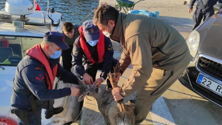Sahil Güvenlik Komutanlığı ekipleri denizdeki karacayı kurtardı