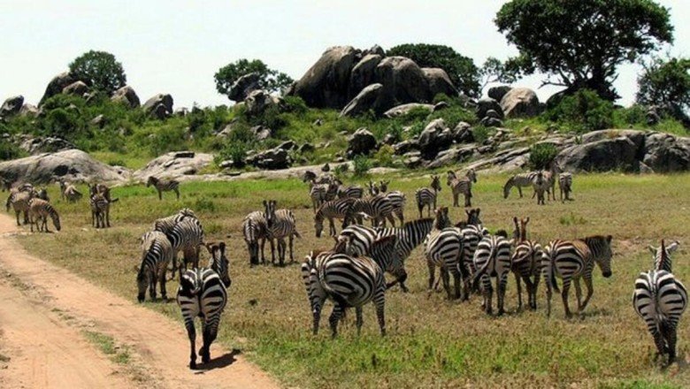 Serengeti Milli Parkı Nerede? Serengeti Milli Parkı'na Nasıl Gidilir? Serengeti Hakkında Bilinmesi Gerekenler