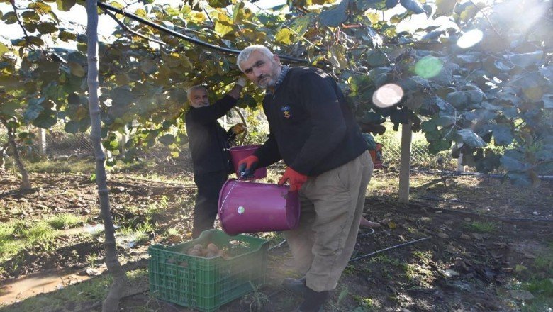 Sinop’ta kivi hasadı başladı