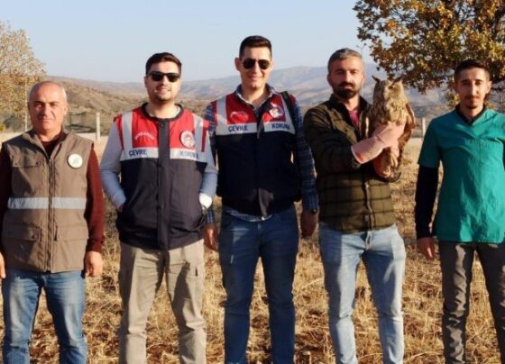 Şırnak’ta bitkin halde bulunan puhu koruma altına alındı
