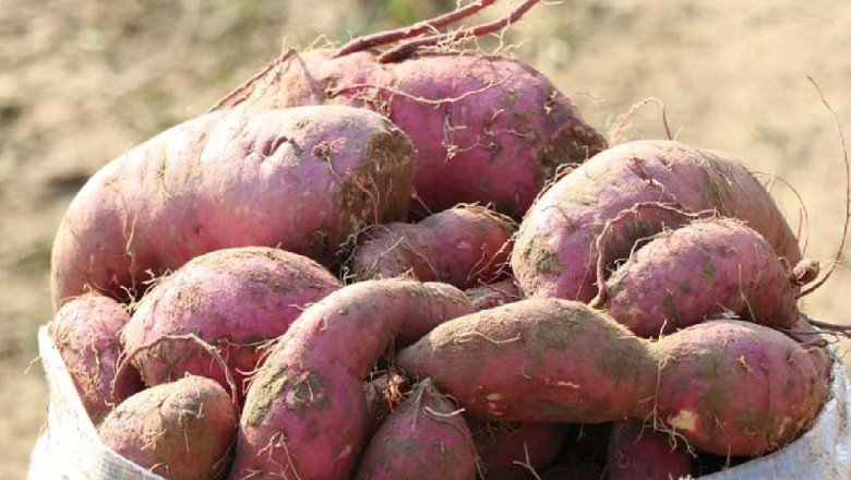 Torbalı’da kırmızı ve mor patates hasadı yapıldı