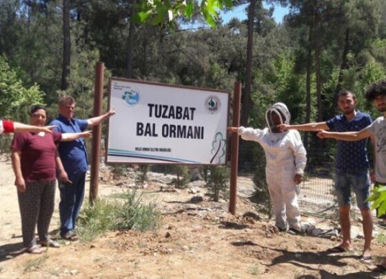 Tuzabat bal ormanları şimdilik kurtuldu