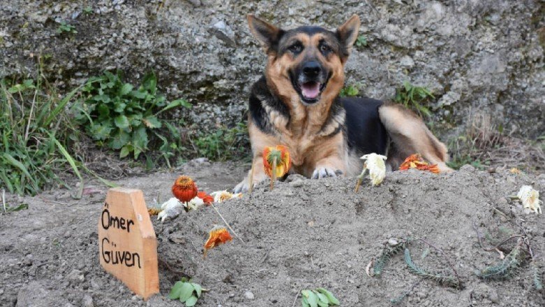 Vefalı köpek ölen sahibinin mezarı başından ayrılmıyor