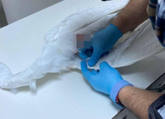 Yaralı bulunan ak balıkçıl kuşu telef oldu