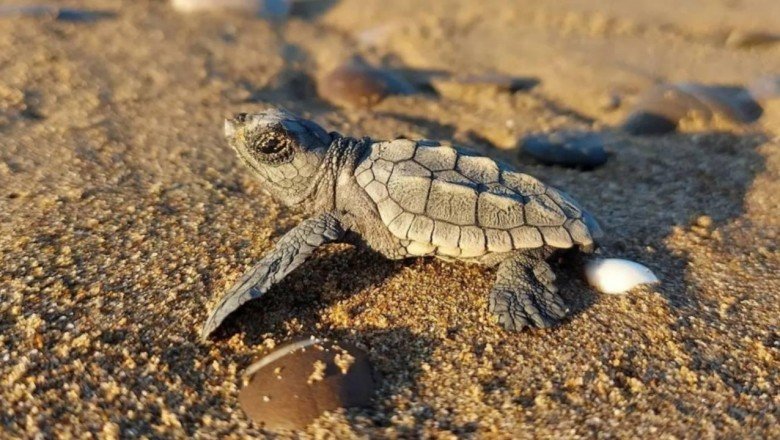 Yavru carettaların yaşam mücadelesi: Sadece binde 2’si hayatta kalıyor