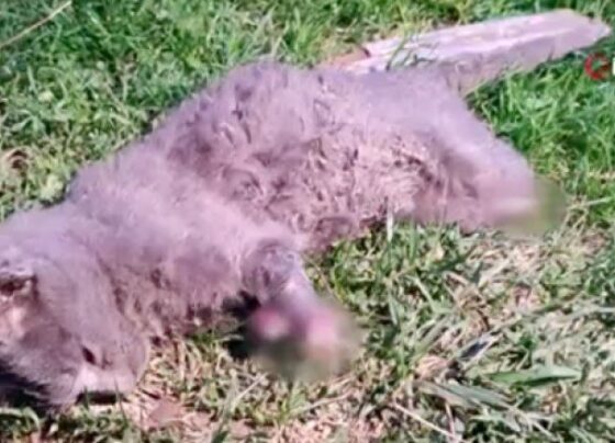 Yavru kedi bacakları kesilmiş halde bulundu