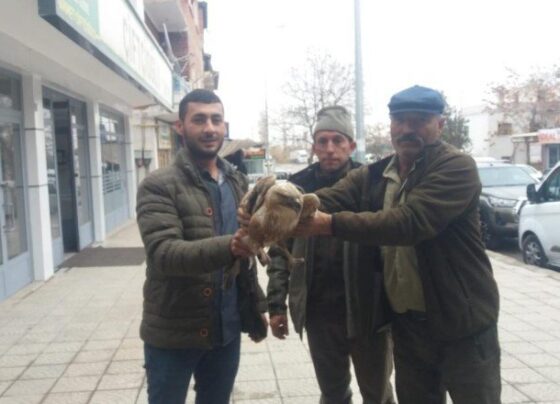2 kızıl şahin tedavi altına alındı
